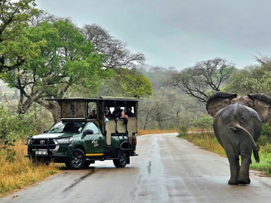 Elephant seen on Kruger National park safari tour