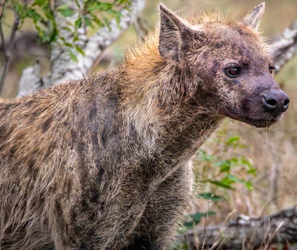 Hyena seen on Kruger National park safari Hyena seen on Kruger National park safari