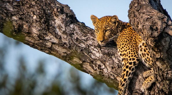 Leopard in a tree seen on Kruger National park safari