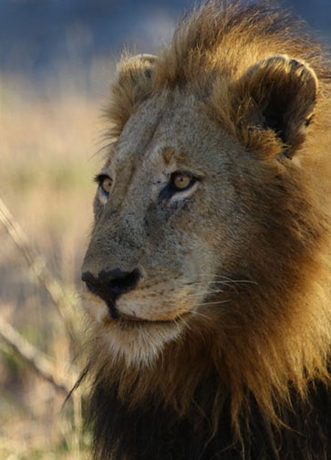 Experience-the-Best-Kruger-Park-Tour-with-Kruger-Safaris-1