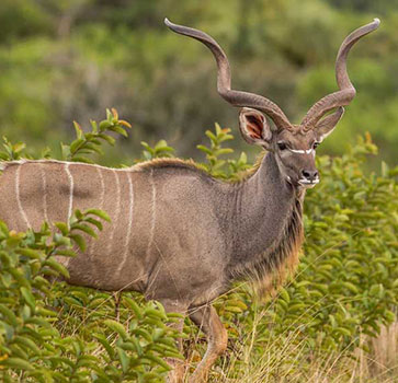 Experience-the-Best-Kruger-Park-Tour-with-Kruger-Safaris-2