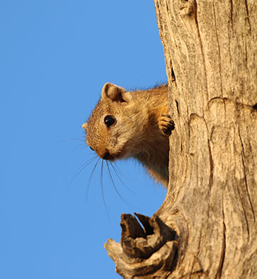 Kruger-National-Park-Safari-Company—Kruger-Safaris-2