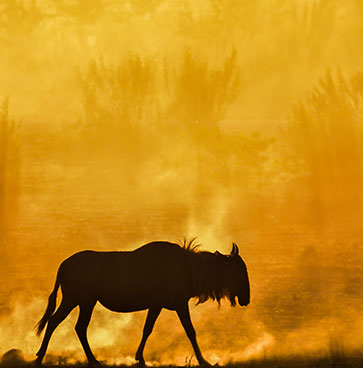 Kruger-National-Park-Safari-Company—Kruger-Safaris-3