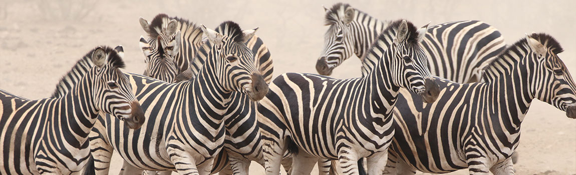 Kruger-National-Park-Safari-Company—Kruger-Safaris-4