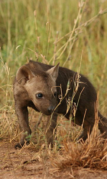 The-Ultimate-Kruger-Park-Private-Safaris-Experience-with-Kruger-Safaris-1