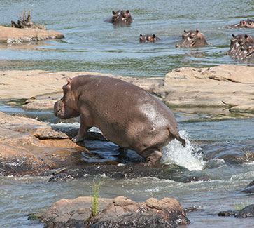 The-Ultimate-Kruger-Park-Private-Safaris-Experience-with-Kruger-Safaris-2