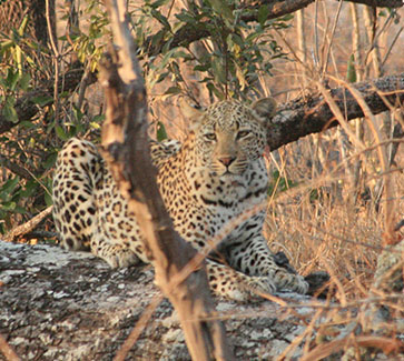 The-Ultimate-Kruger-Park-Private-Safaris-Experience-with-Kruger-Safaris-3