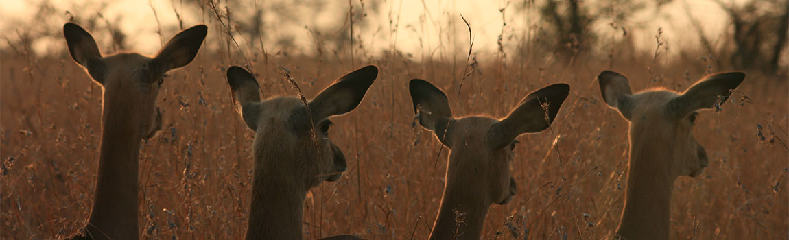 The-Ultimate-Kruger-Park-Private-Safaris-Experience-with-Kruger-Safaris-4