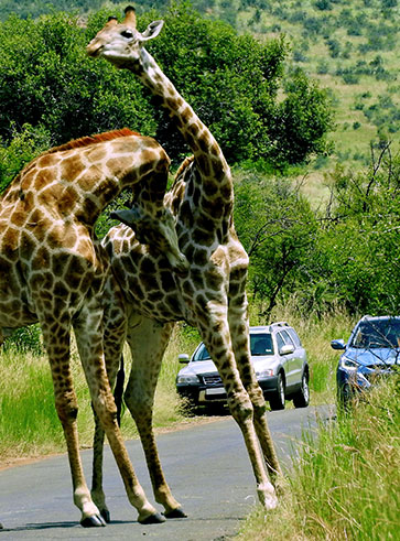 Budget-Friendly-Safari-6