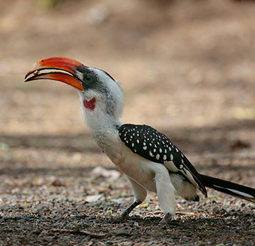 Rare-Animals–Kruger-Park-Safaris-9