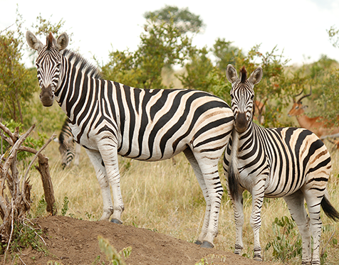 Zebras spotted on a Kruger Park safari