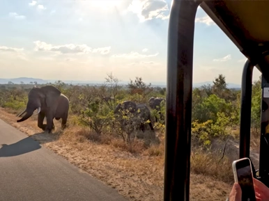 Elephants seen on first time Kruger National Park safari